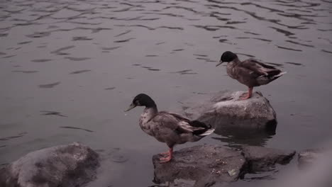 ducks on lake in lima, peru