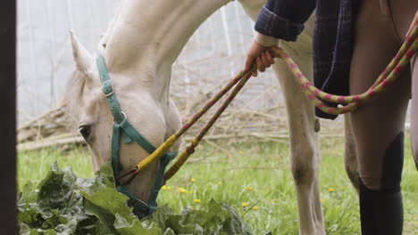 caballo marrón comiendo hierba junto a su cuidadora