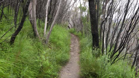 Handheld-Footage-along-the-Dave's-Creek-Circuit-walk-in-Lamington-National-Park,-Gold-Coast-Hinterland,-Australia