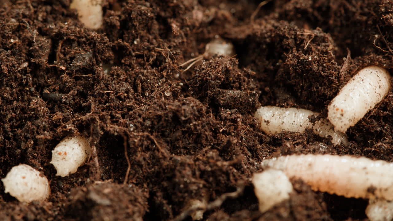 Worms in Soil