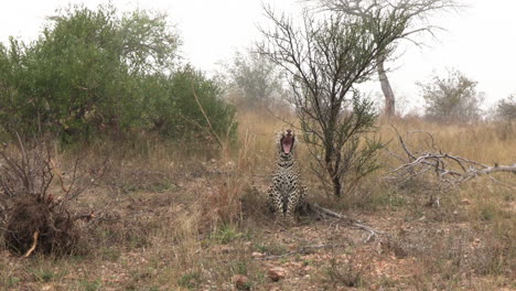 leopardo xidulu bosteza en una tierra brumosa de reserva