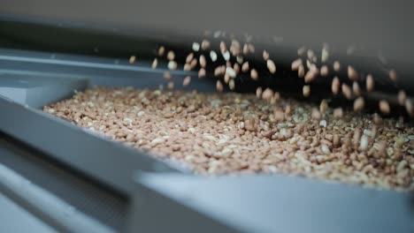 raw nuts on a conveyor belt. drying, roasting and packaging, the production process of light snacks. factory production.