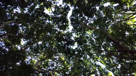 looking up at lush green canopy in forest with multiple tall trees, slow motion