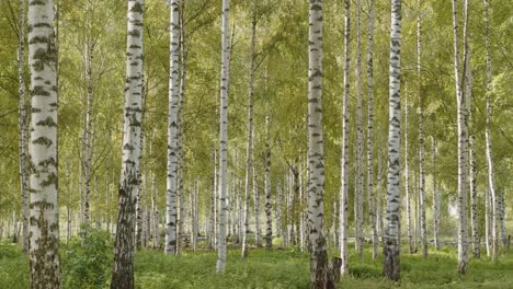 birch tree woods 2 en jyvaskyla, finlandia - 60fps, 4k