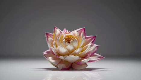 close-up of beautiful lotus flowers