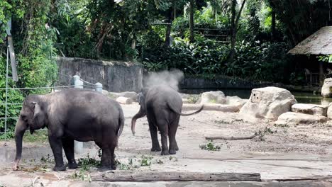 Elefante-Asiático-Juguetón-Y-Lindo,-Baño-De-Elephas-Maximus-Con-Polvo,-Rociado-Con-Baúl,-Otro-Comiendo-Hierba-En-El-Zoológico-De-Vida-Silvestre-De-Singapur,-Reservas-Mandai