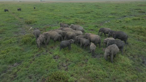 Statische-Luftdrohnenaufnahme-Einer-Herde-Von-Elefanten,-Die-Auf-Einer-üppig-Grünen-Afrikanischen-Ebene-Grasen