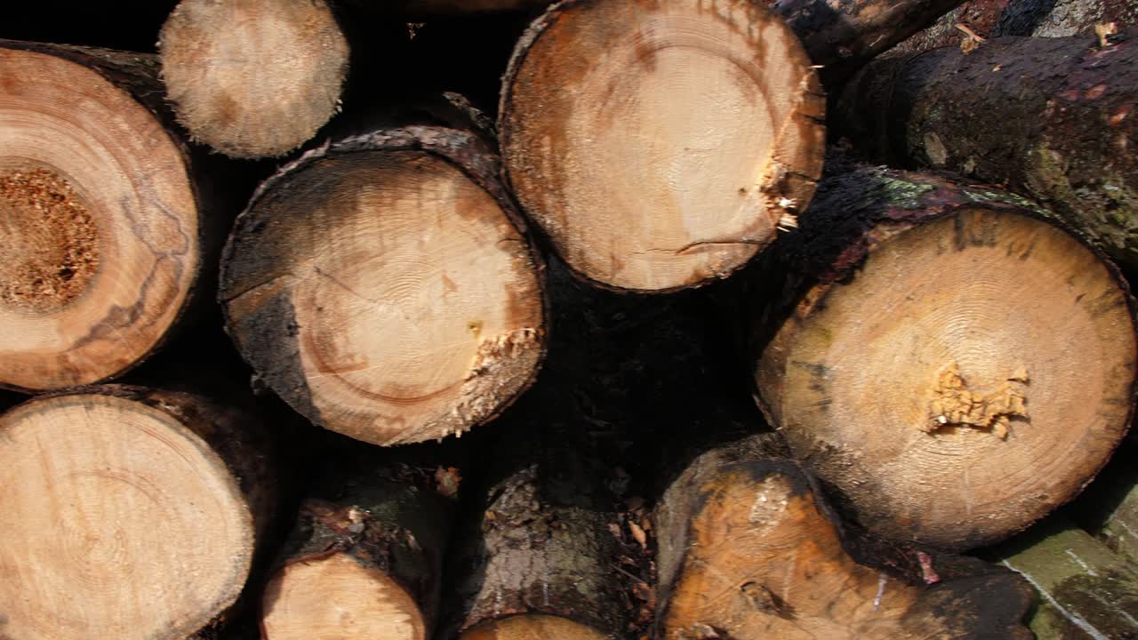 숲 속 의 나무 줄기 들 의 어리