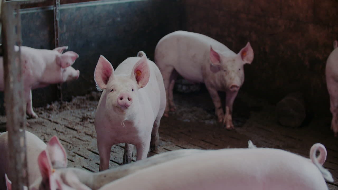 창고에 힌 돼지