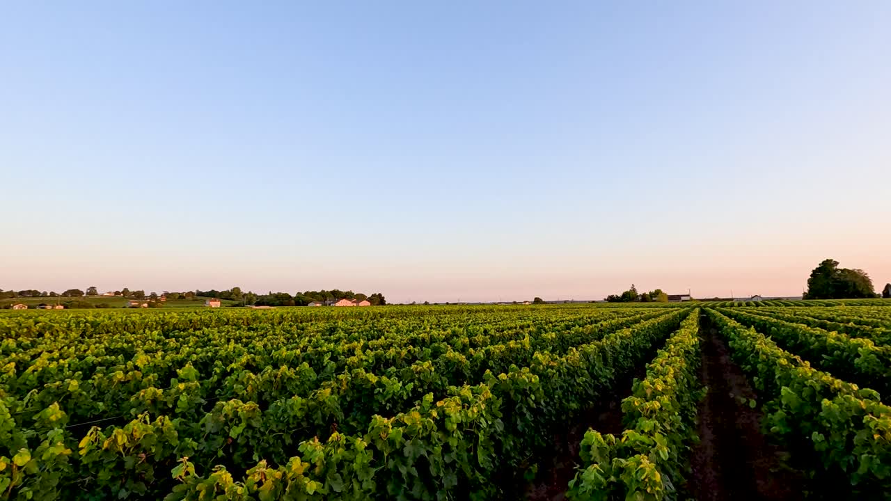 vista al atardecer de los exuberantes campos de uvas