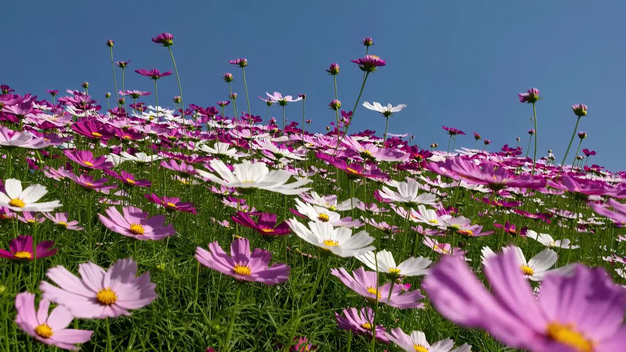 澄み渡る青空を背景に、ピンクと白のコスモスの花が鮮やかに咲き誇る畑をローアングルで捉えた動画