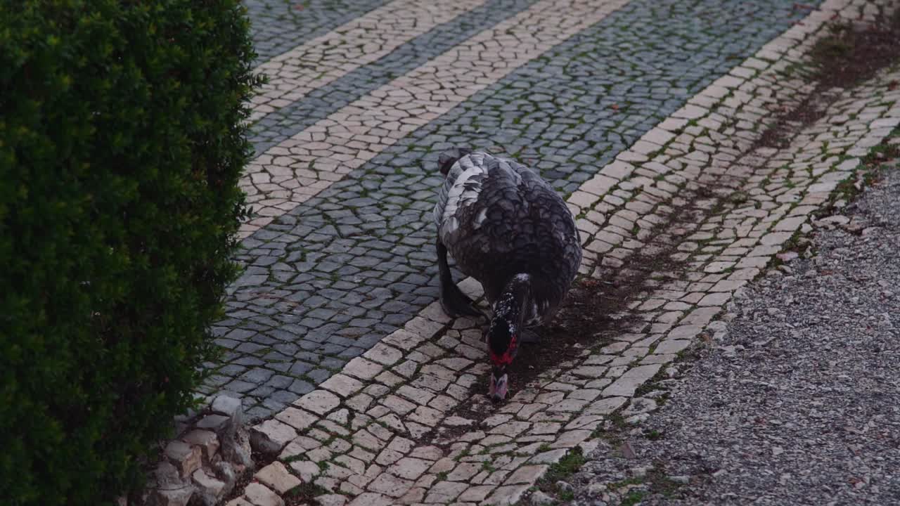먹이를 찾고 바닥에서 는 새
