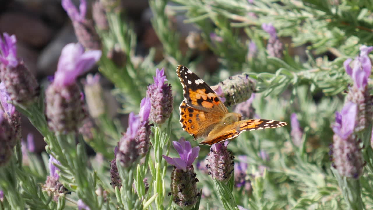 Primo piano su una farfalla vanessa del cardo arancione che si nutre di nettare e impollina fiori selvatici viola con ali colorate alla luce del sole