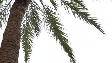 Palm Tree Close Up Miami