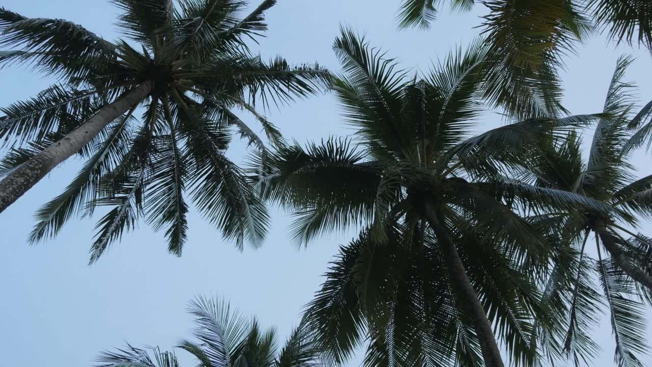 vista de palmeras de coco contra el cielo cerca de la playa en la isla tropical con luz solar a través