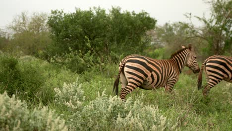 Un-Par-De-Cebras-Se-Aleja-Después-De-Comer-Hierba-En-El-Parque-Nacional-Tsavo-West,-Kenia