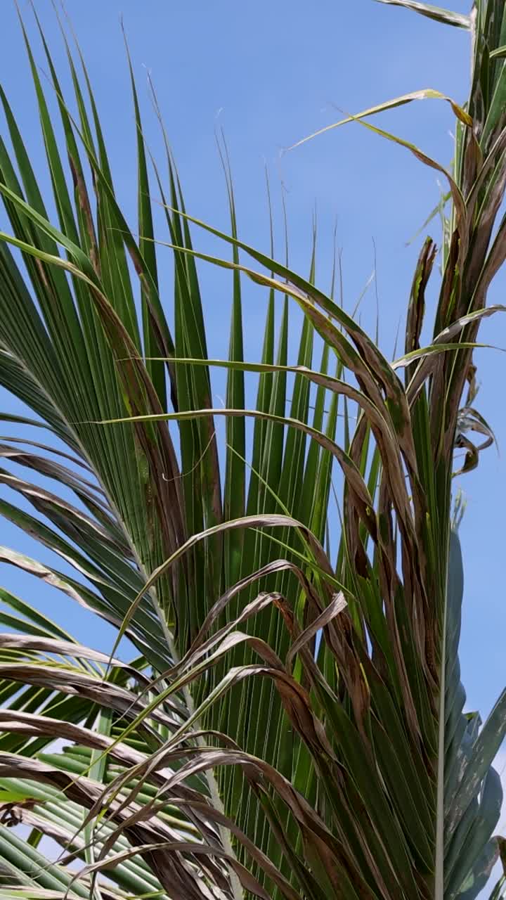 las palmeras se balancean suavemente en el viento contra un cielo azul claro, capturando una atmósfera tropical serena