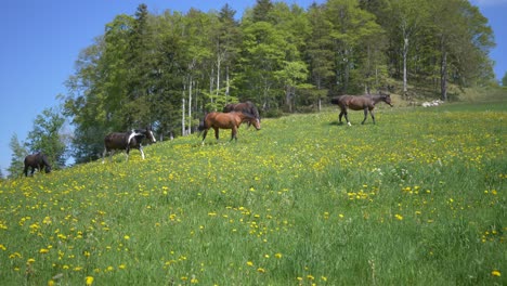 slow motion shot showing herd of horses grazing on growing hill with trees on top during summer