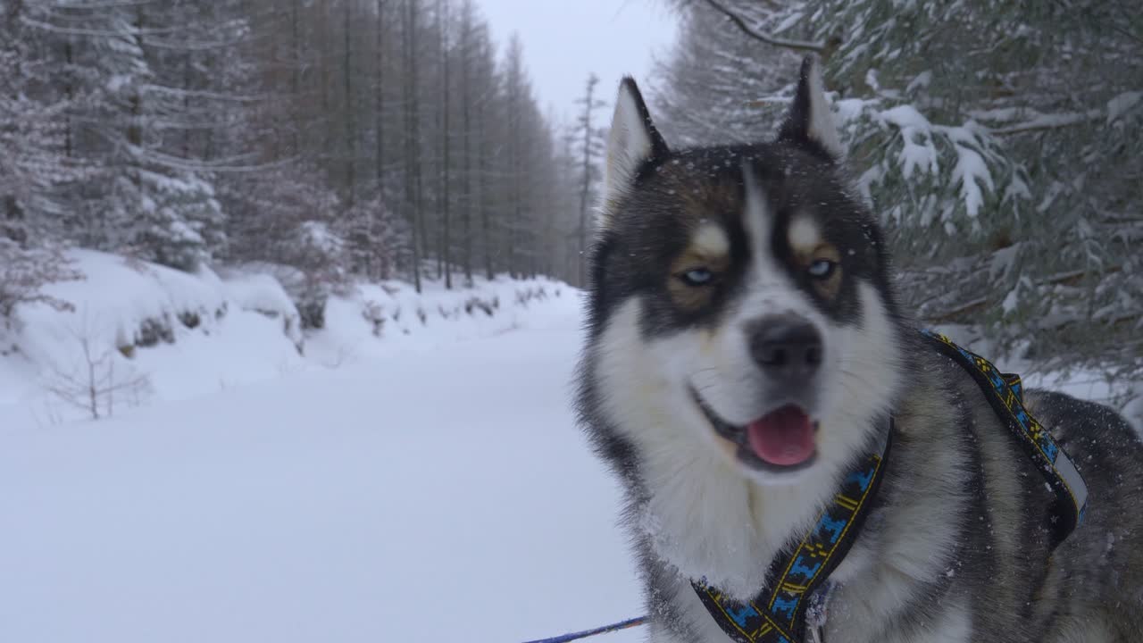 vista cercana de un trineo husky en un camino nevado en el bosque