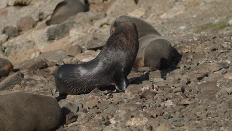 Toma-Estática-De-Focas-Grises-Afirmando-Su-Dominio-Mientras-La-Colonia-Duerme-En-Oamaru.