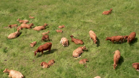 aerial close view of a herd of brown cows grazing on a green grass meadow