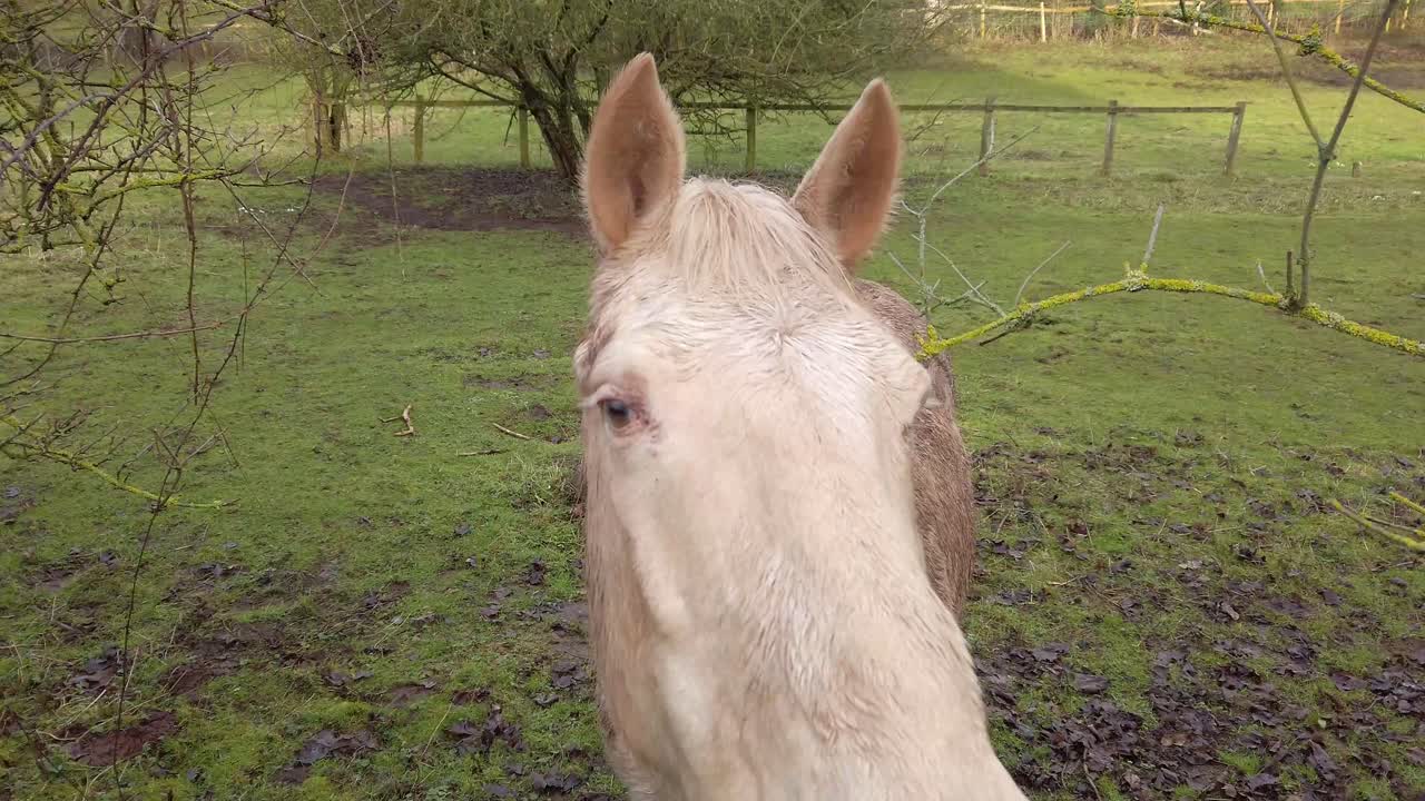 caballo blanco en campo fangoso en invierno gloucester uk