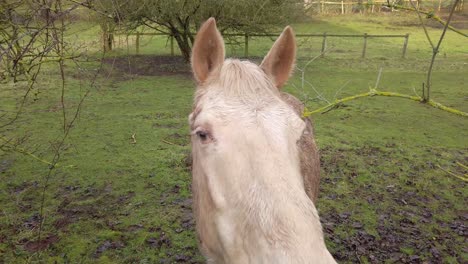 caballo blanco en campo fangoso en invierno gloucester uk