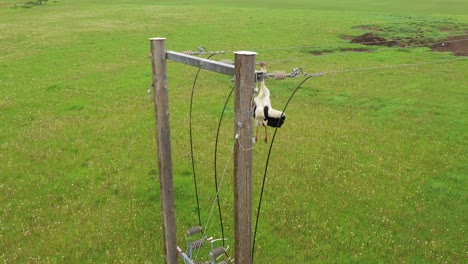 pobre cigüeña blanca sin vida colgando enredada en las líneas de energía eléctrica vista aérea en órbita