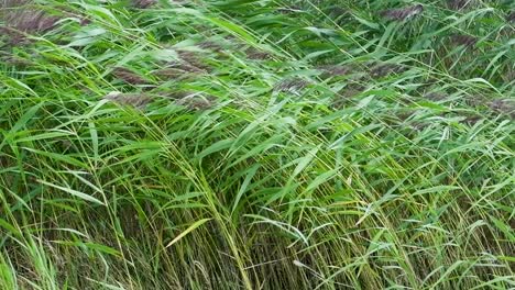 slowmotion shot of tall grass swaying in the wind