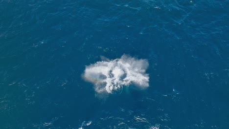 a humpback whale plays near the surface in blue water