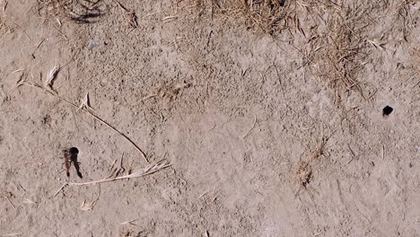 overhead view of sand wasps digging dens in hard ground, close-up