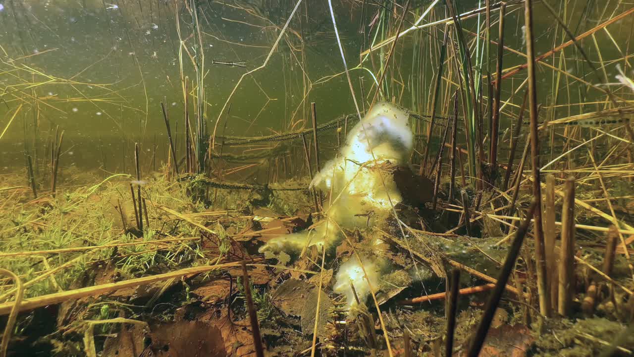 Underwater shot of dead female Common Toad (Bufo bufo) next to her frogspawn at the bottom of a shallow pond.