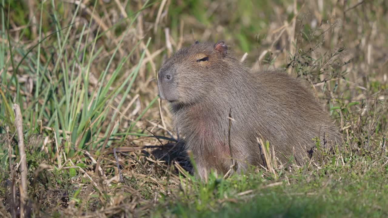 Closeup Of Capybara Sitting In The Grassy Field