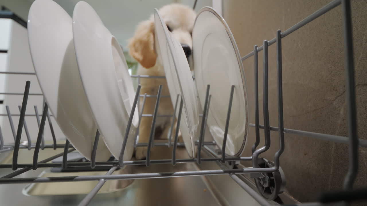 Golden retriever puppy eats and licks scraps from the dishwasher.