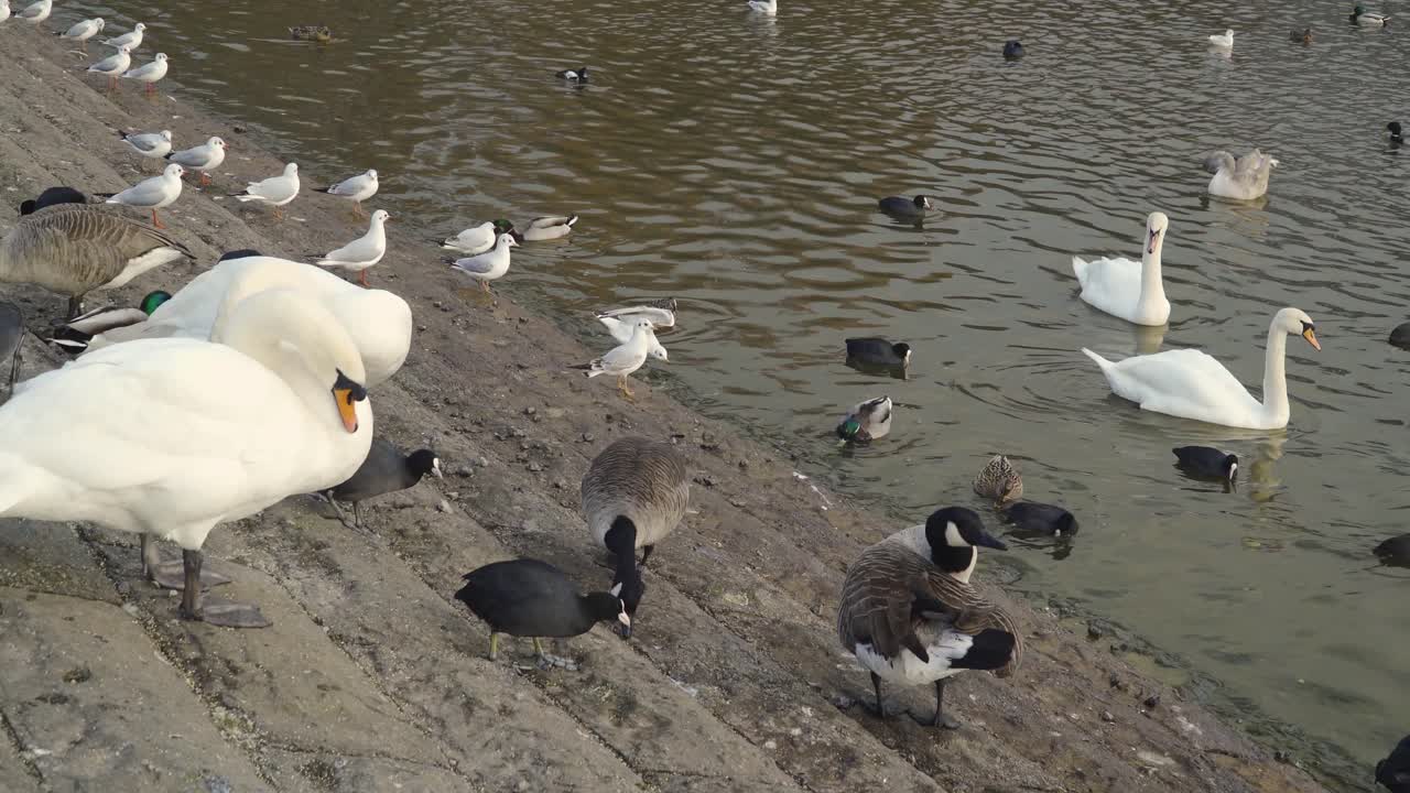 chew valley, somerset, reino unido, 30 de diciembre de 2019: coot pájaros caminando y nadando en el embalse de chew valley
