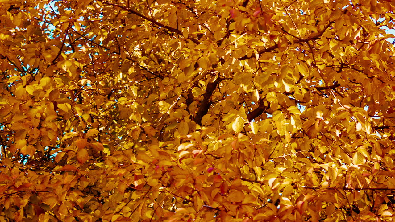 amarillas hojas de arce