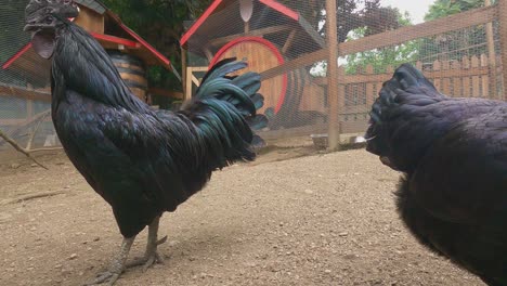 ayam cemani beautiful black rooster and chicken