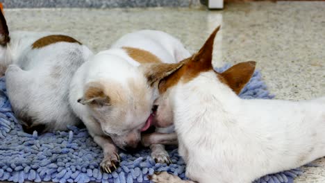 el perro chihuahua lame a su amigo.