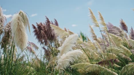 Pampas-Grass-Plants-Swaying-in-the-Wind,-Close-Up-Background-of-Grasses-Gently-Blowing-in-Windy-Weather,-Beautiful-Nature-Shot-with-Muted-Colours