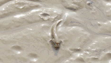 closeup of an periophtalmus jumping in the mud in thailand