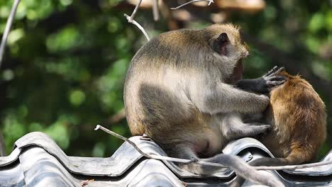 dos monos se involucran en el aseo social al aire libre.