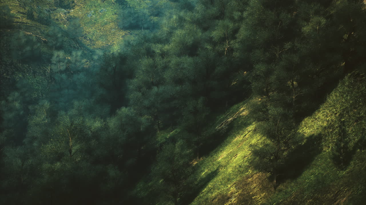 Lush green forest landscape with dappled sunlight near a hillside