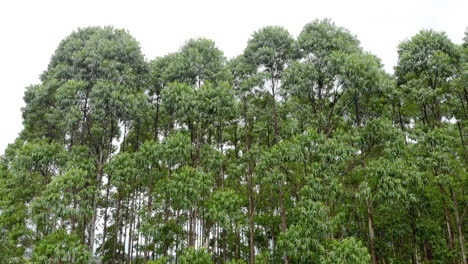 plantación de eucaliptos en brasil