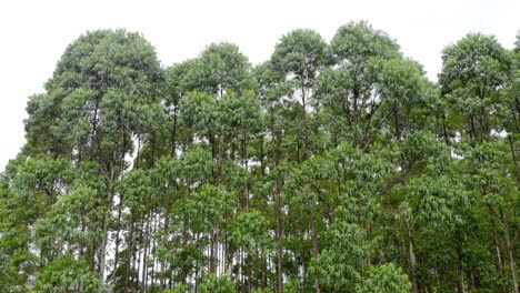 eucalyptus plantation in brazil