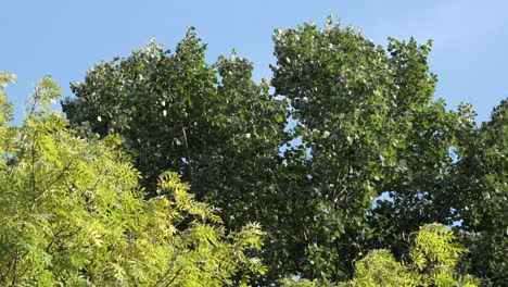 Beech tree and Willow tree leaves blowing vigorously in an autumn wind set against blue skies of October, Worcestershire, England