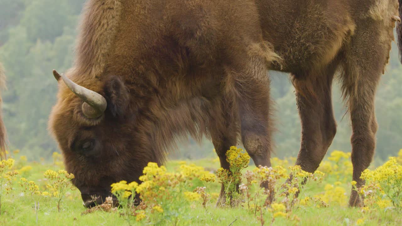 A large bison feeds on yellow wildflowers in a lush meadow, captured in soft natural daylight with a steady, close-up camera perspective