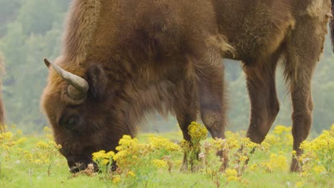 a large bison feeds on yellow wildflowers in a lush meadow, captured in soft natural daylight with a steady, close-up camera perspective