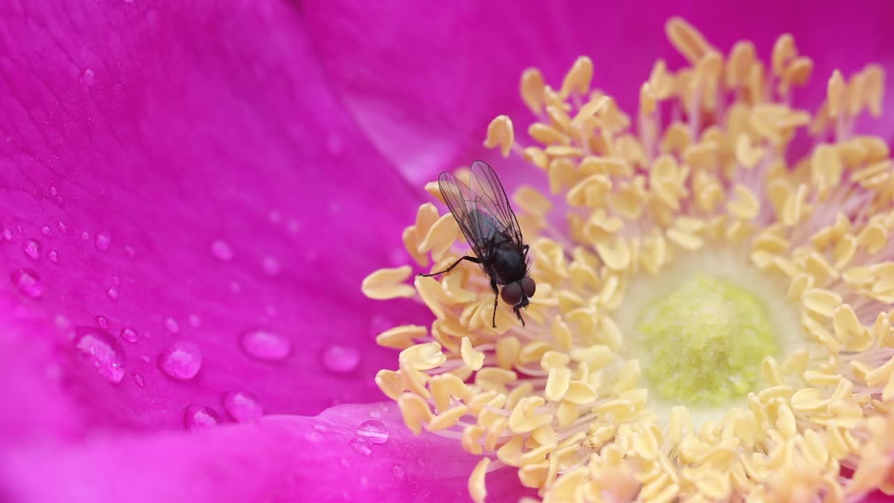 A Fly lapping moisture from a flower head in early morning. Summer. Wales. UK