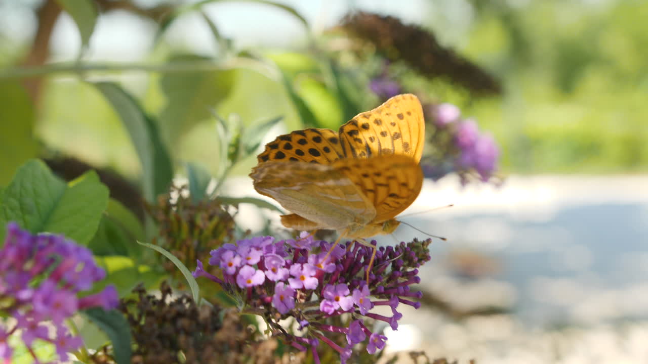 Farfalla arancione (Gran Nacre) che beve nettare su un fiore. Primo piano. Francia.
