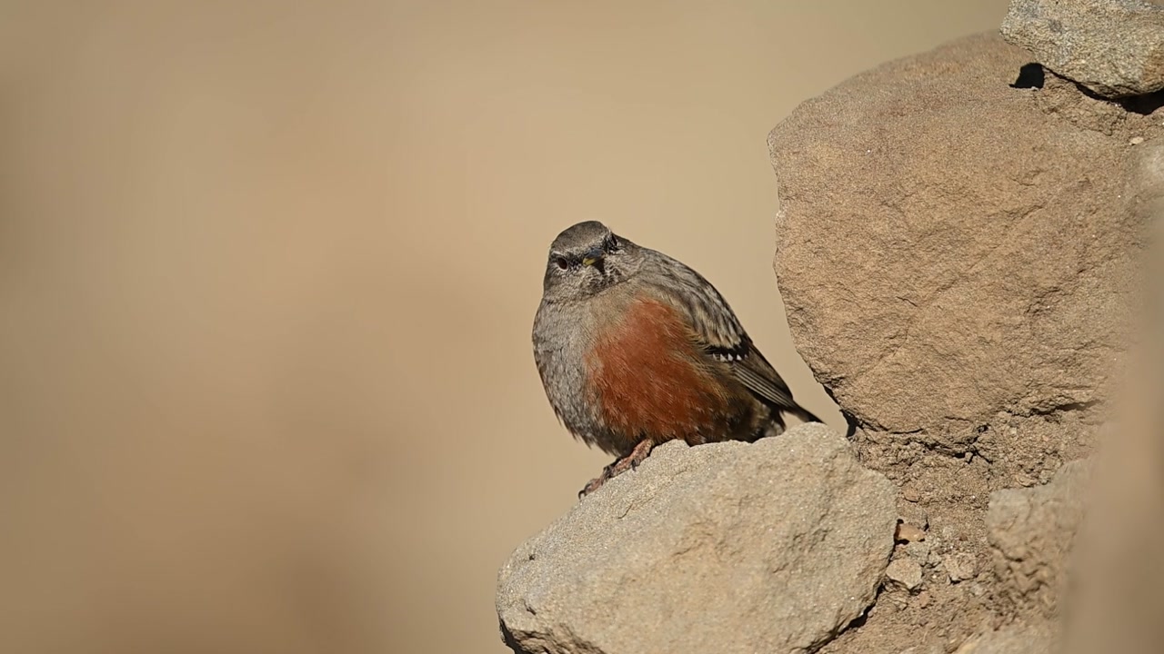 Authentic nature encounter showing the Alpine Accentor on a mountain ridge, perfectly representing the biodiversity of high-elevation zones.